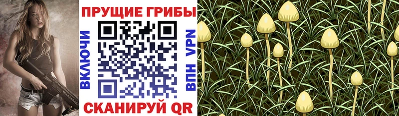 где найти наркотики  Отрадное  Псилоцибиновые грибы Psilocybe 